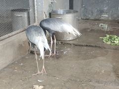 -合肥野生动物园