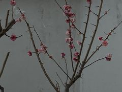 -无锡梅园公园