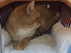 -伟伟宠物医院·CT影像中心·瑞派犬猫综合性门诊(汉口总院)