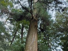 -天目山大树王景区