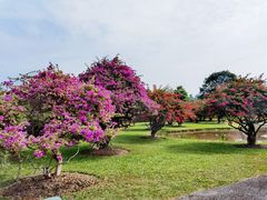 -中国科学院西双版纳热带植物园