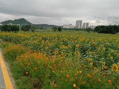 -光明小镇欢乐田园