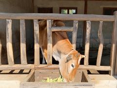 -乌村
