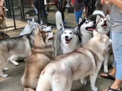 -TrueLove @ Neverland (Husky Cafe)