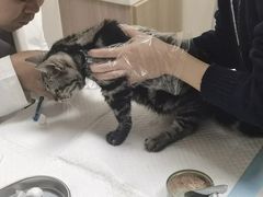 -艾贝尔宠物医院·24H转诊中心·肿瘤猫专科(江宁双龙店)