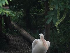 -红山森林动物园