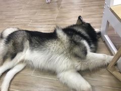 -李小姐の猫咖啡馆(五角场店)