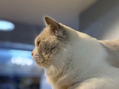 -Meowの猫咖(万家丽店)