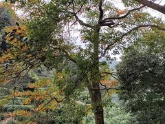 -九曜山