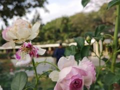 -人民公园(罗湖区)