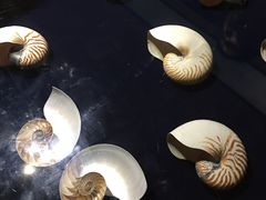 -青岛贝壳博物馆