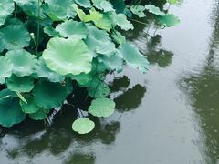 -龙头寺公园