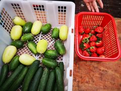 -海上花岛玫瑰园采摘