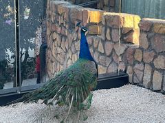 -J Create城市露营咖啡·简餐·宠物(上海动物园店)