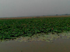 android_upload_pic-微山湖红荷湿地景区