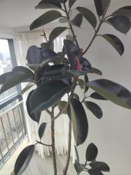 -HEYAN荷妍专业脱毛连锁机构