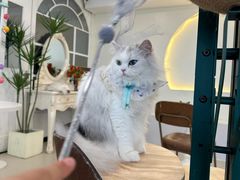 -共舞时光猫咖·狗咖(新街口店)