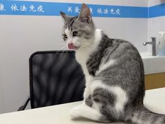 -艾贝尔宠物医院·宠保定点·超声绝育·免疫点(樱花路店)