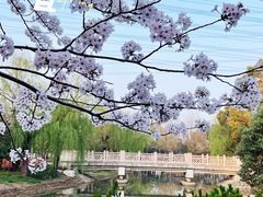 -高东镇樱花园
