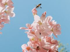 -亚龙湾国际玫瑰谷