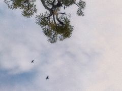 -香蜜公园