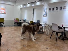 -Let's go狗咖·猫咖·奶狗·桌游(春熙路IFS店)