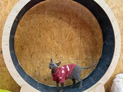 -和它·交个朋友·狗咖猫咖(爱琴海店)