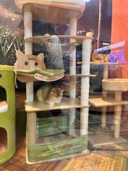 -卡通尼·Safari非洲探索乐园·生日会(金桥国际商业广场店)