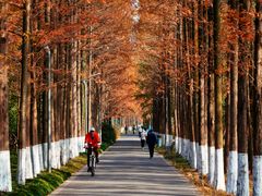 -昆山城市生态森林公园