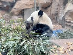 -成都动物园