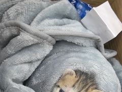 -安安宠医宠物医院·异宠·犬猫内科(岳阳分院)