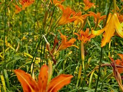 -南开大学(八里台校区)