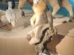 -陕西自然博物馆