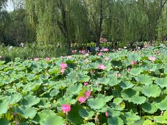 -莲花池公园