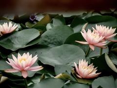 -荔枝公园(福田区)