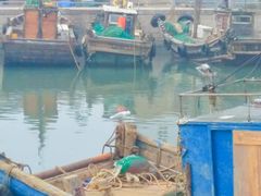 -青岛沙子口国家中心渔港