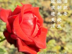 -睦南公园