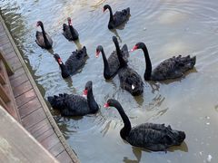 -溱湖国家湿地公园