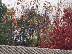 -香山公园