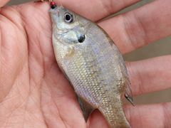 -三岔湖高家庄农家乐烤全羊柴火鸡翘壳鱼(三岔湖店)