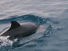 -龙头岩(Dragon Head Rock)