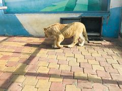 -大连森林动物园