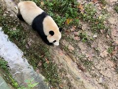 -都江堰中华大熊猫苑