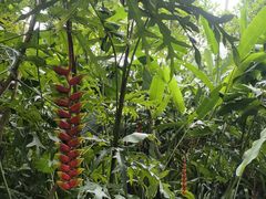 -中国科学院西双版纳热带植物园