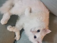 -袖虎宠物·金渐层缅因猫舍(灵芝店)