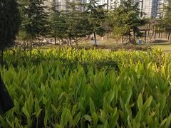 android_upload_pic-白塘生态植物园