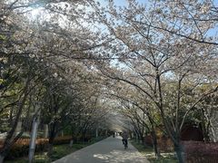 -高东镇樱花园