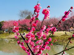 -花开海上生态园