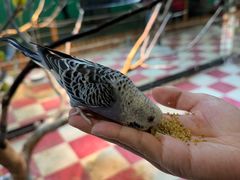 -上海大自然野生昆虫馆(东方明珠·爬宠昆虫探索中心)
