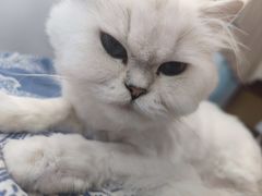 -北京观赏动物医院·24小时大型综合·猫专科·异宠专科